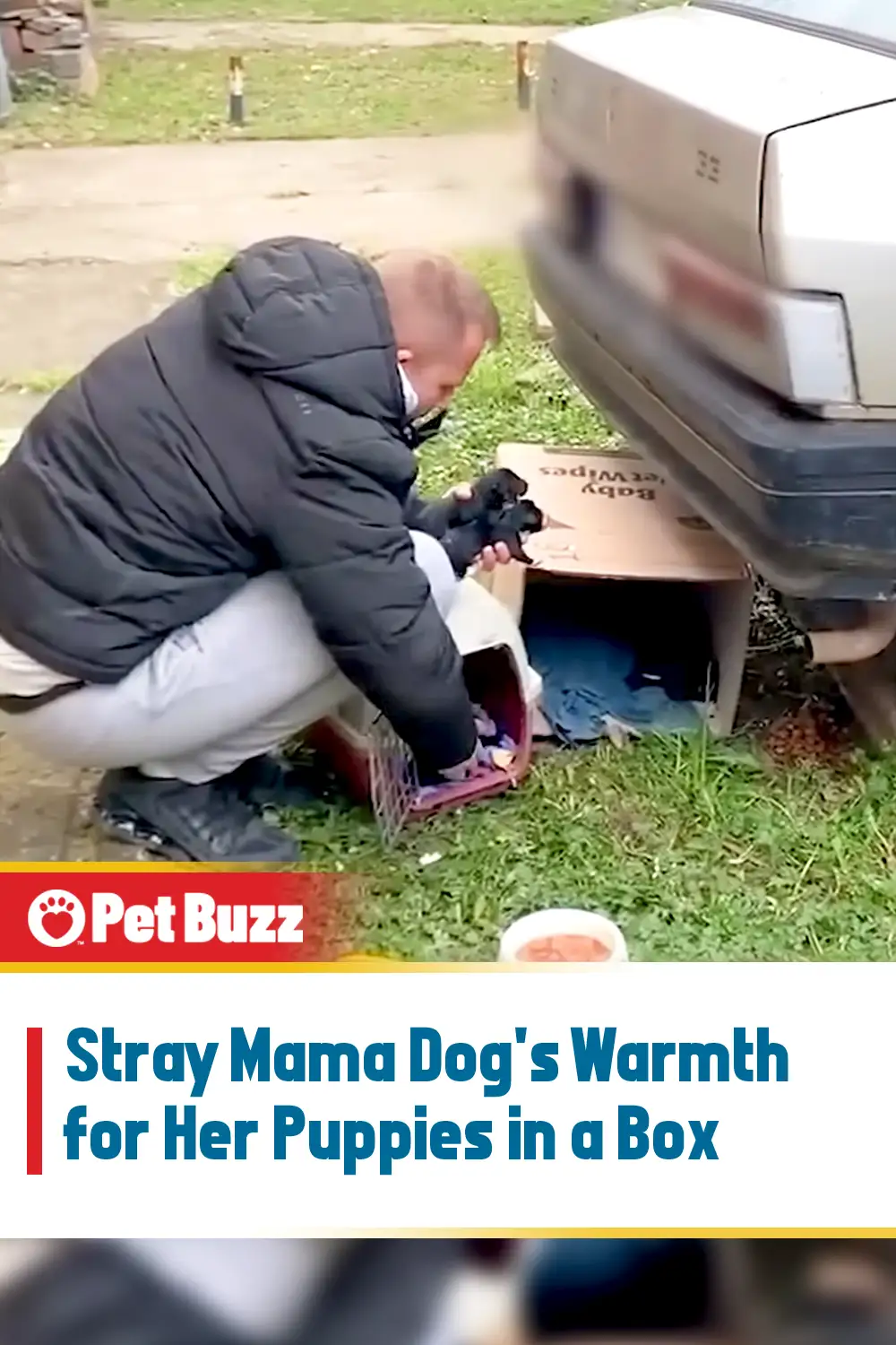 Stray Mama Dog\'s Warmth for Her Puppies in a Box