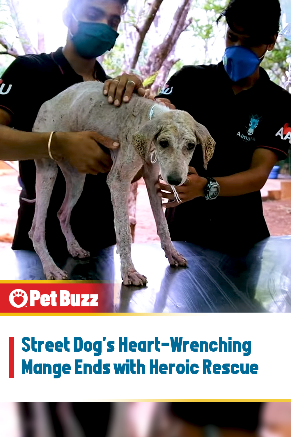 Street Dog\'s Heart-Wrenching Mange Ends with Heroic Rescue
