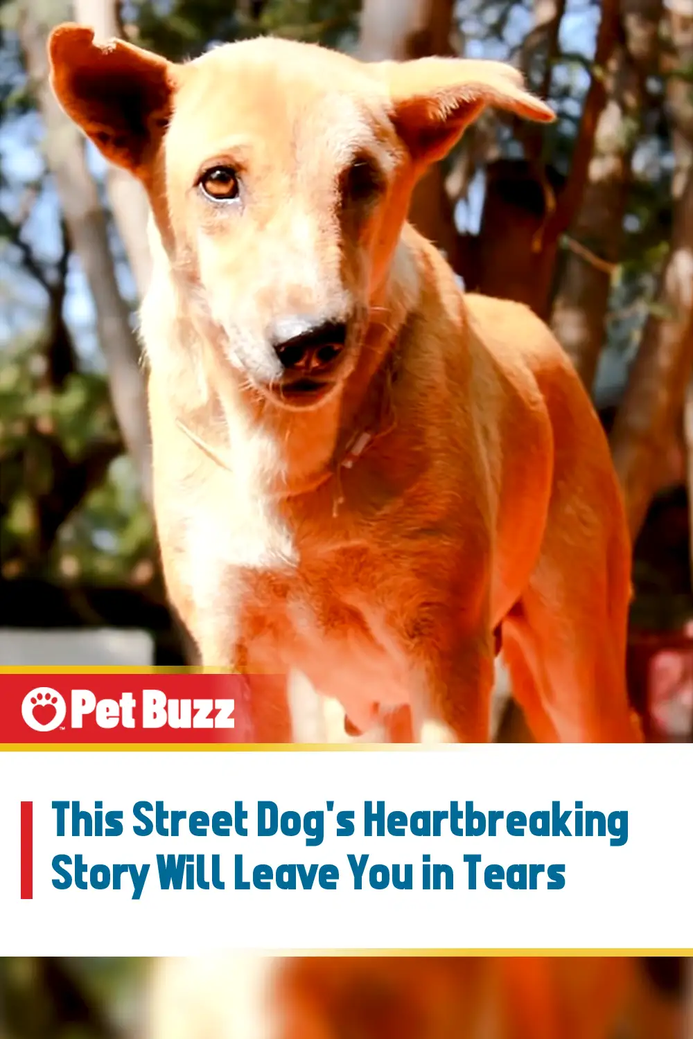 This Street Dog\'s Heartbreaking Story Will Leave You in Tears