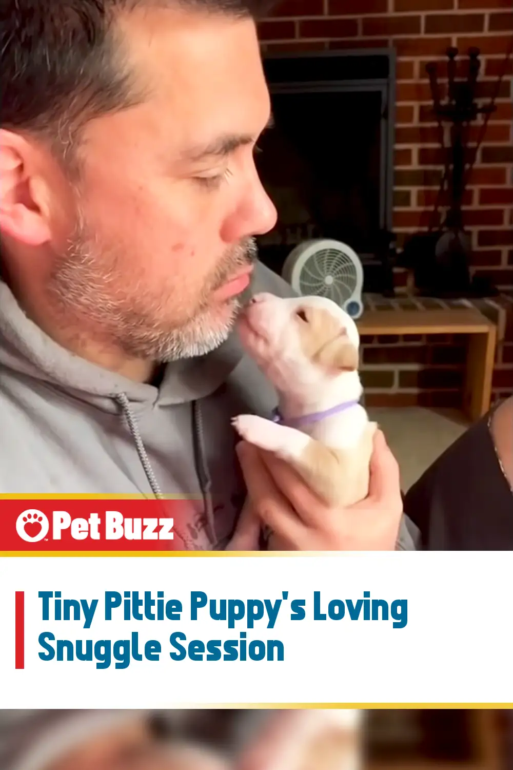 Tiny Pittie Puppy\'s Loving Snuggle Session