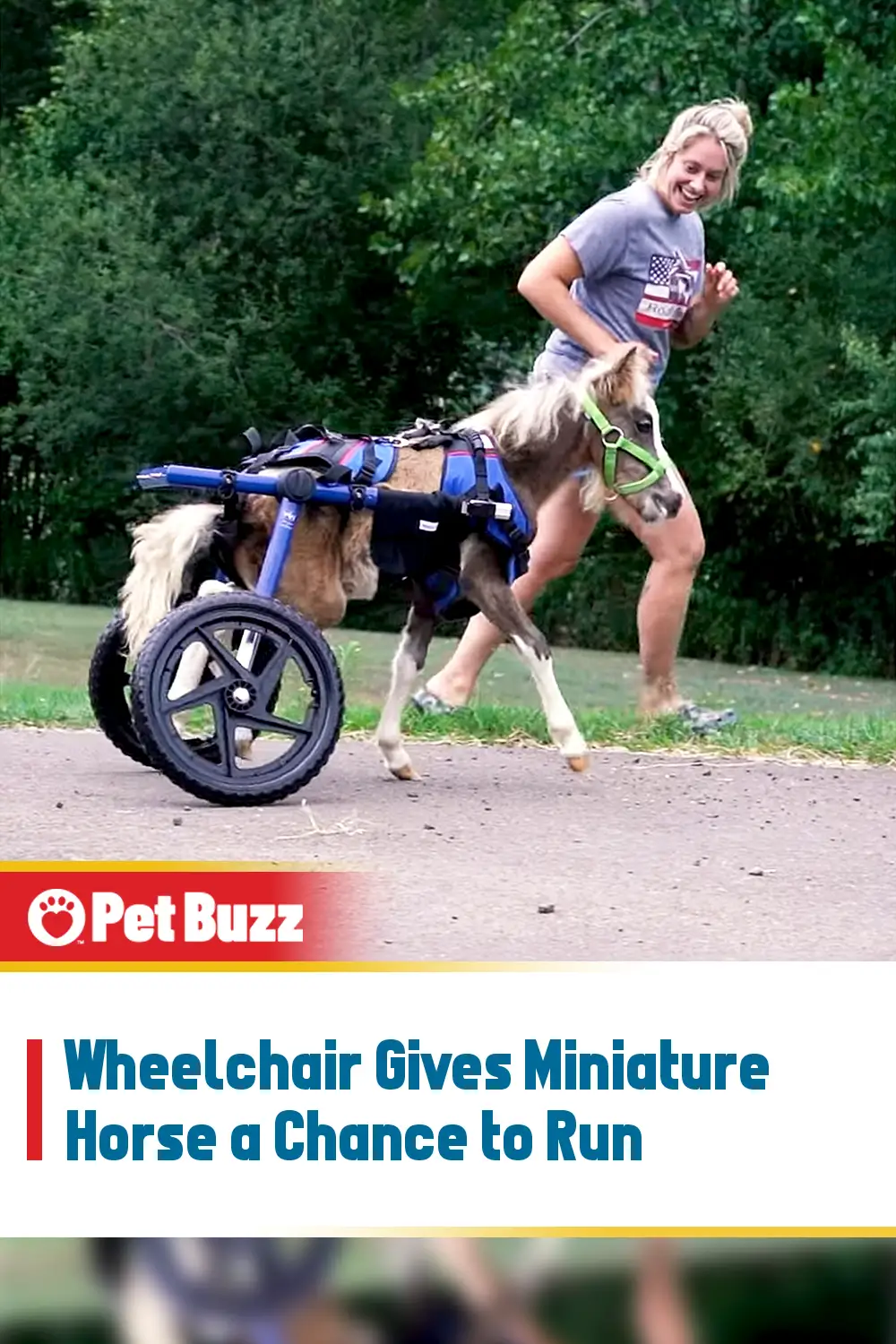 Wheelchair Gives Miniature Horse a Chance to Run