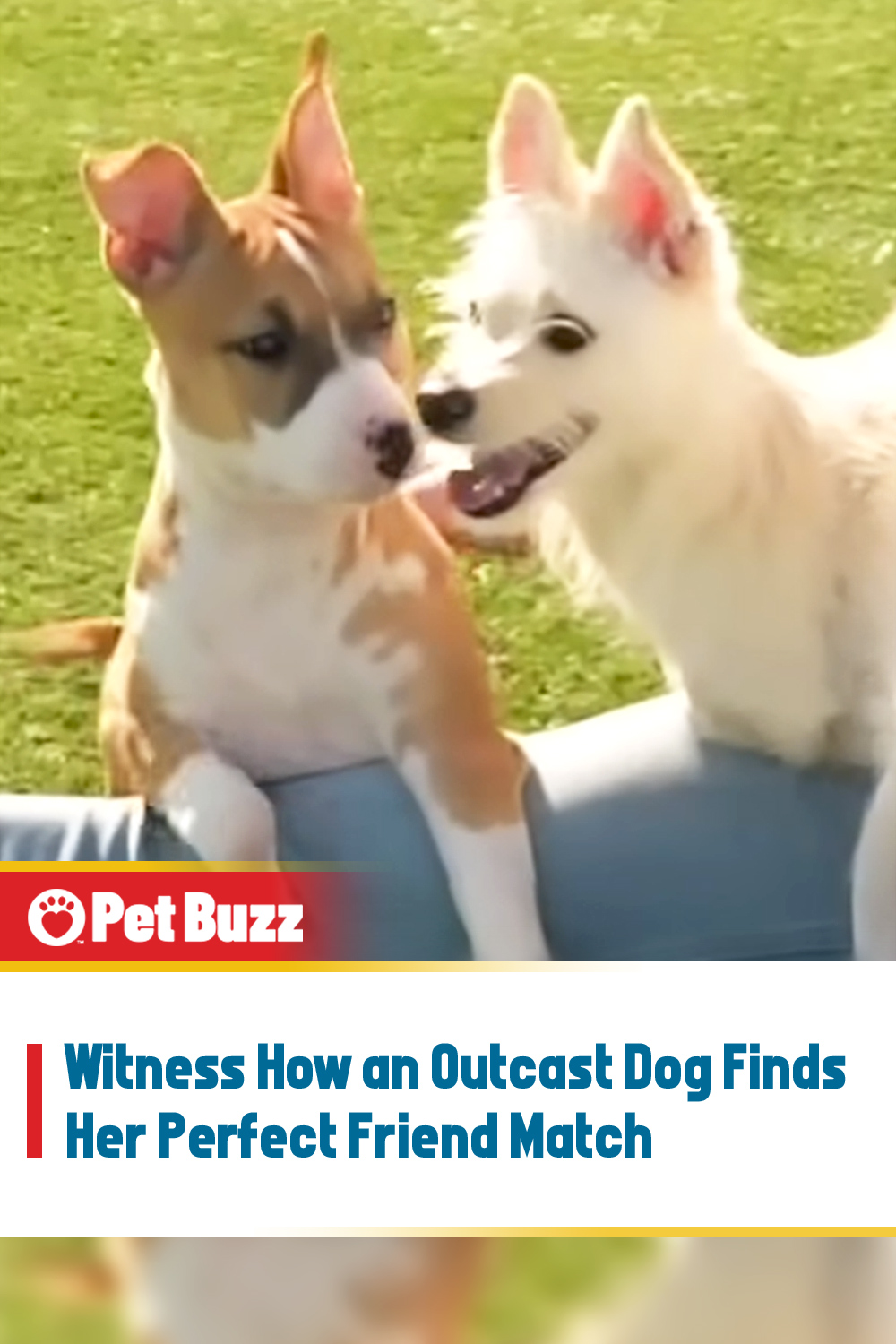 Witness How an Outcast Dog Finds Her Perfect Friend Match