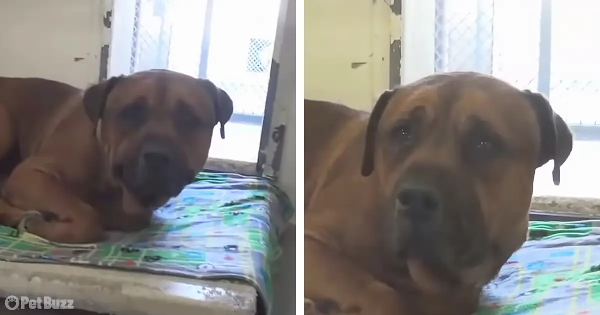HeartWrenching Tears of an Abandoned Shelter Dog Pet Buzz
