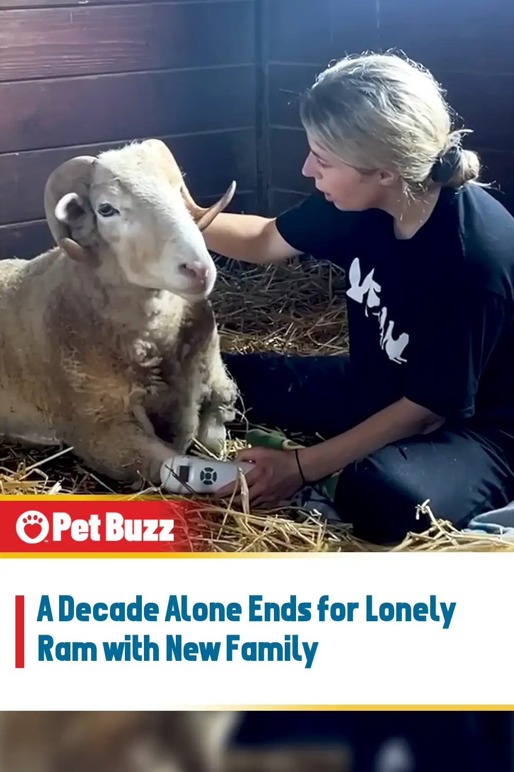 A Decade Alone Ends for Lonely Ram with New Family