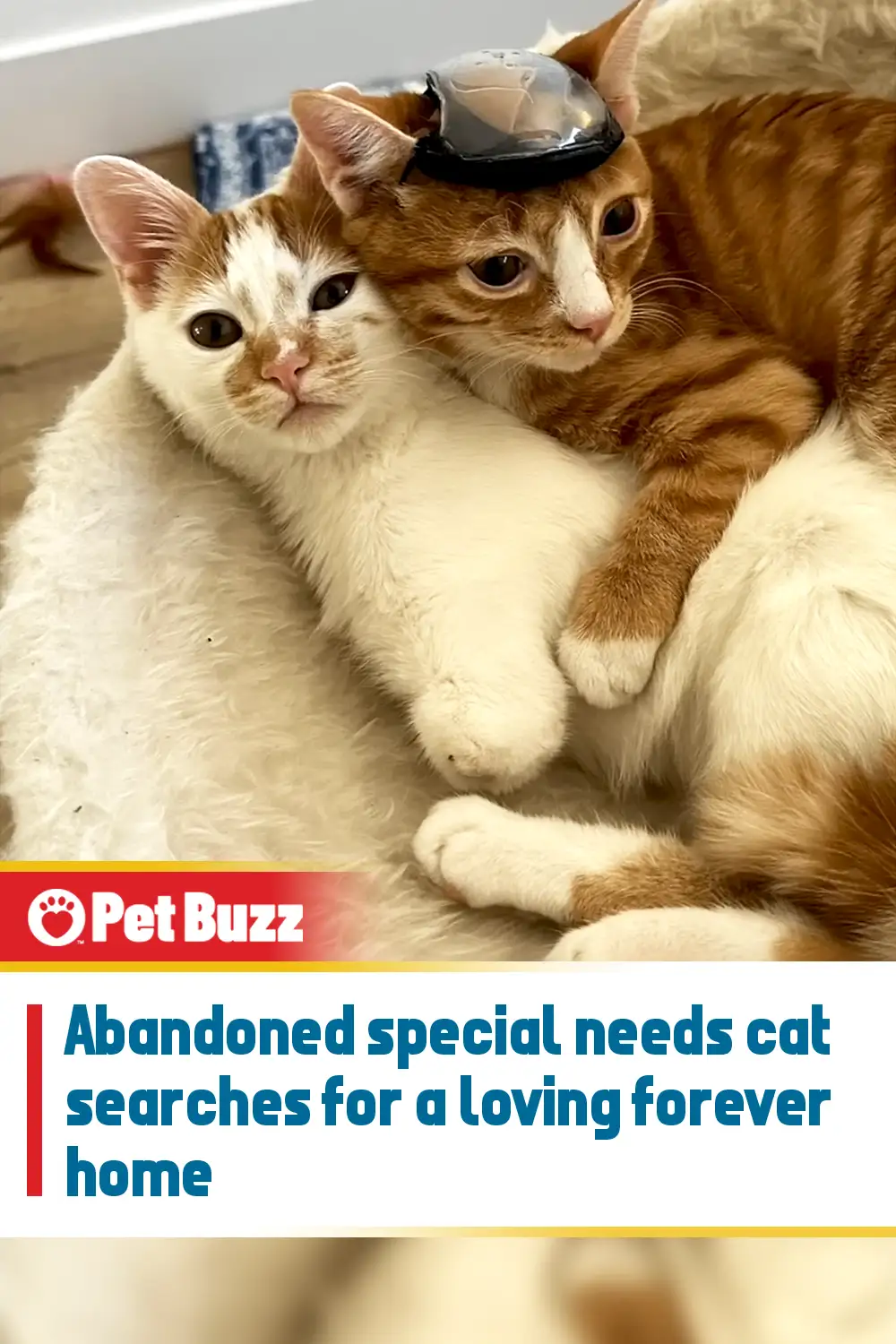 Abandoned special needs cat searches for a loving forever home