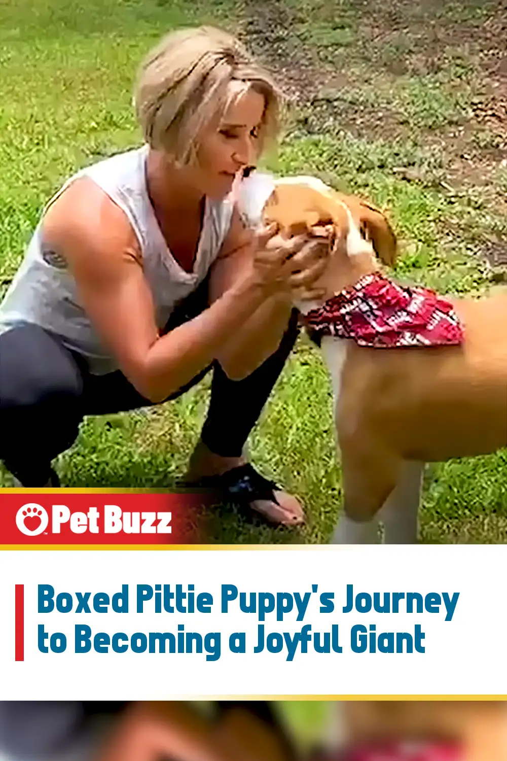 Boxed Pittie Puppy\'s Journey to Becoming a Joyful Giant