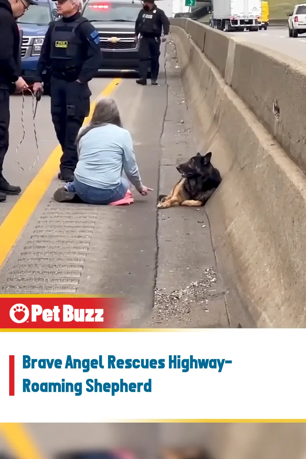 Brave Angel Rescues Highway-Roaming Shepherd