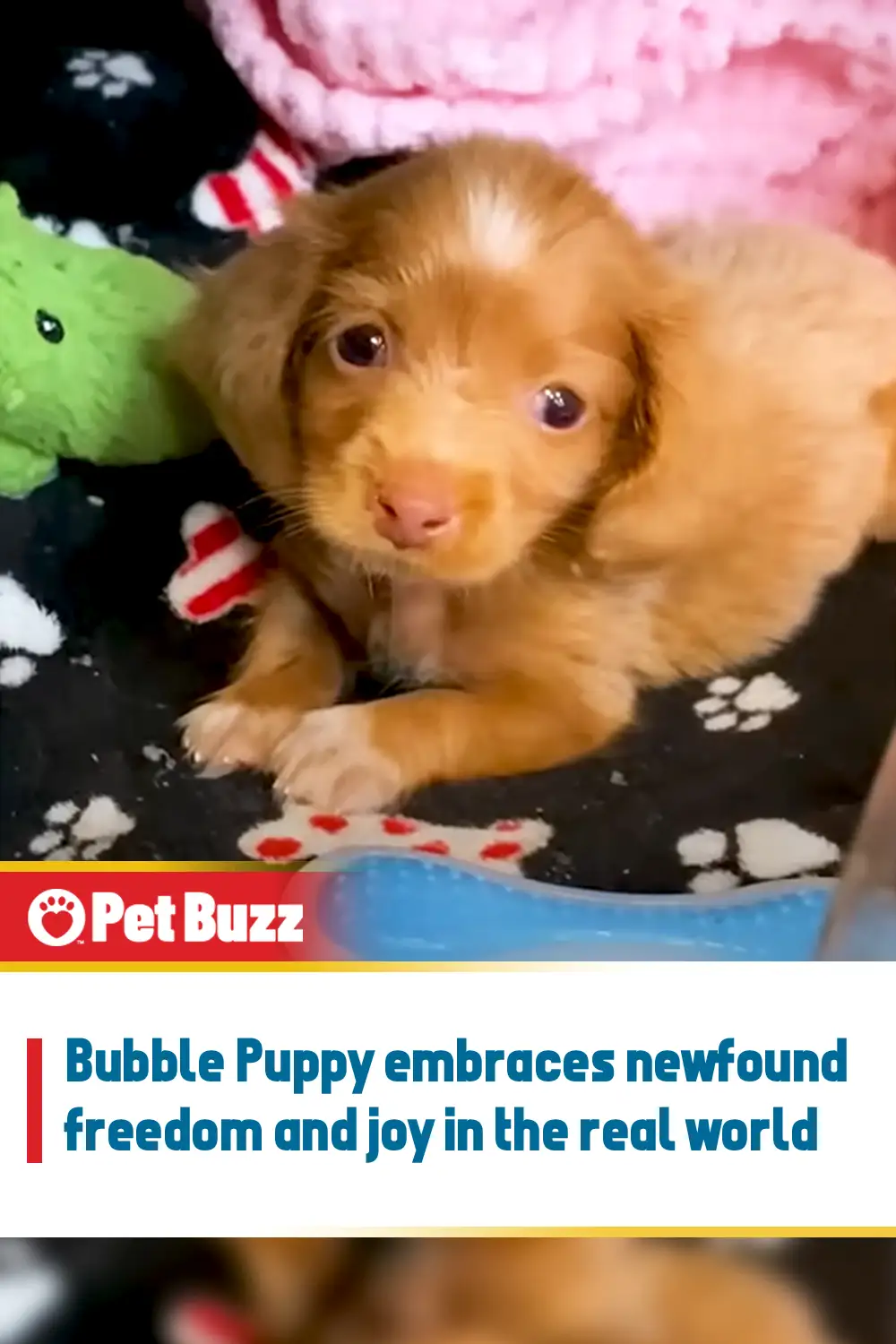 Bubble Puppy embraces newfound freedom and joy in the real world