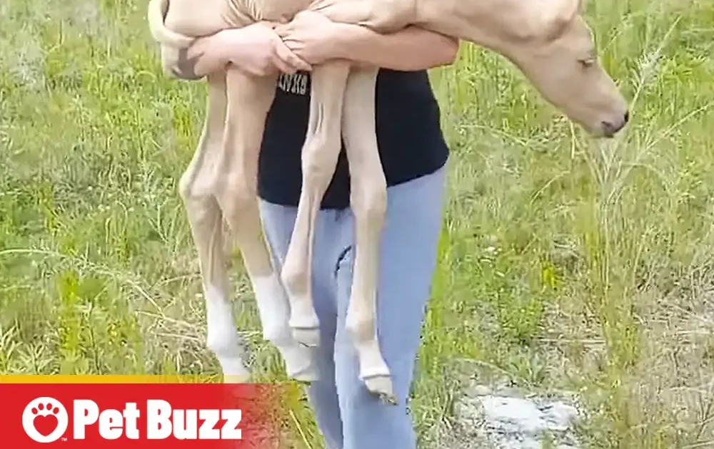 Pinterest Hidden Image