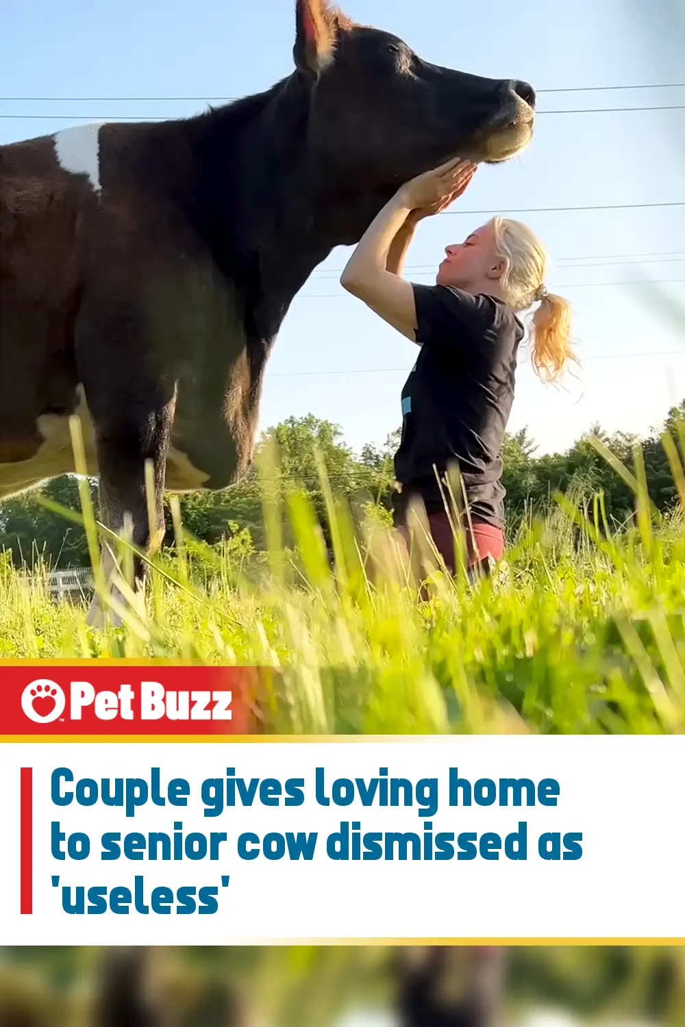 Couple gives loving home to senior cow dismissed as \'useless\'