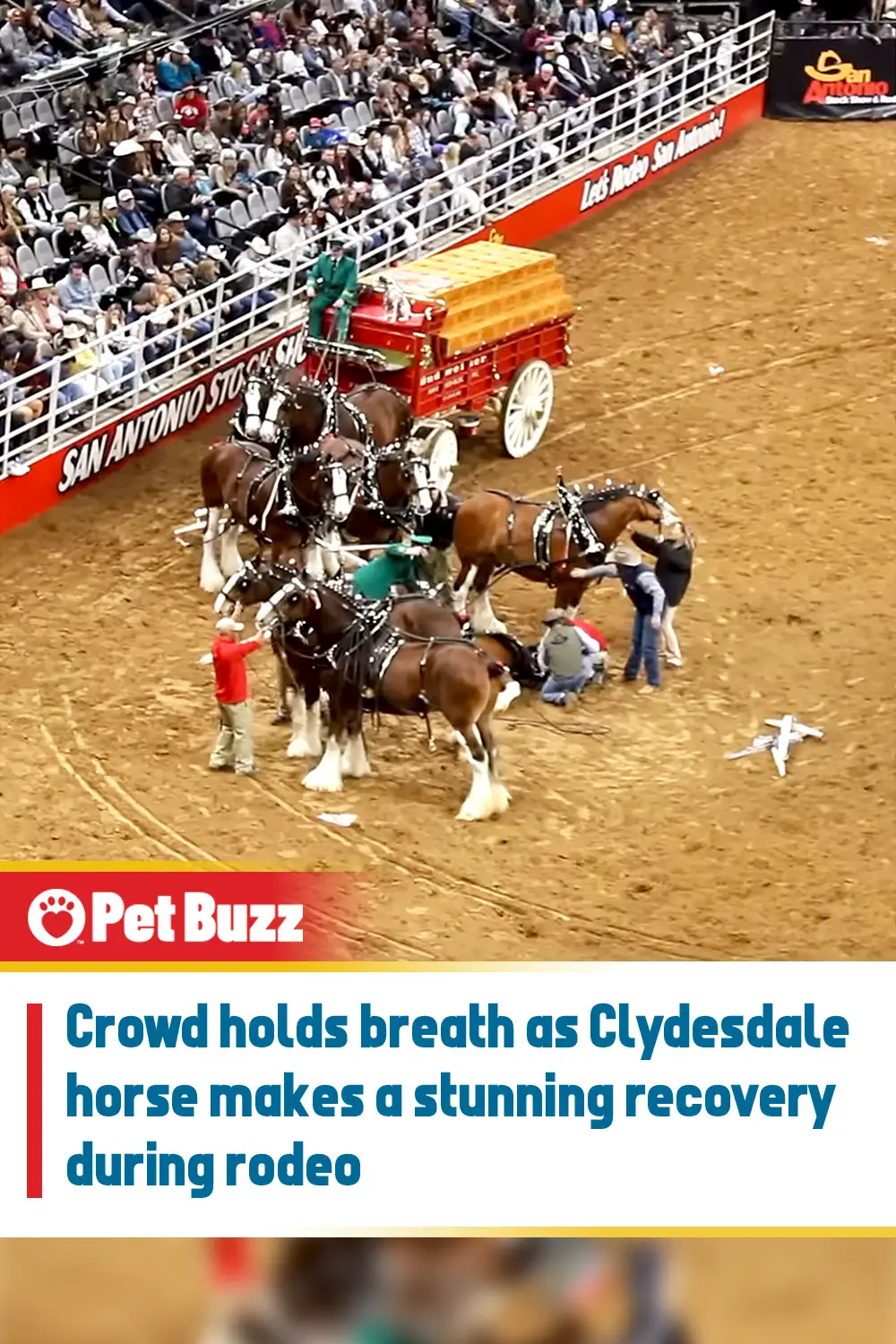 Crowd holds breath as Clydesdale horse makes a stunning recovery during rodeo