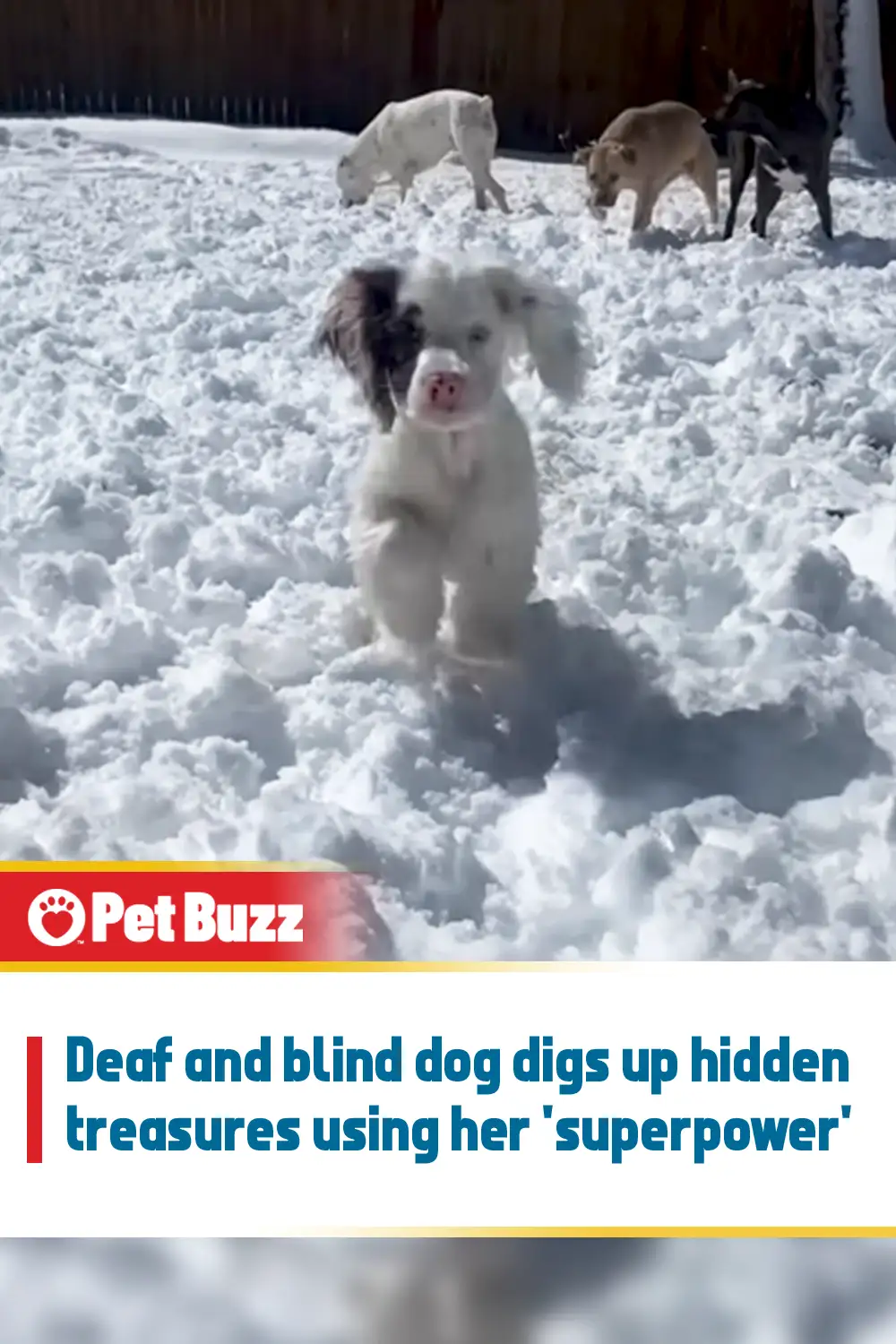 Deaf and blind dog digs up hidden treasures using her \'superpower\'