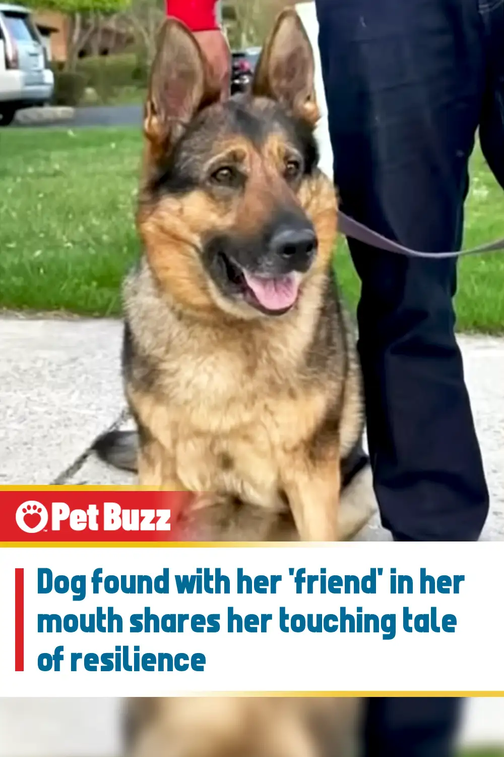 Dog found with her \'friend\' in her mouth shares her touching tale of resilience