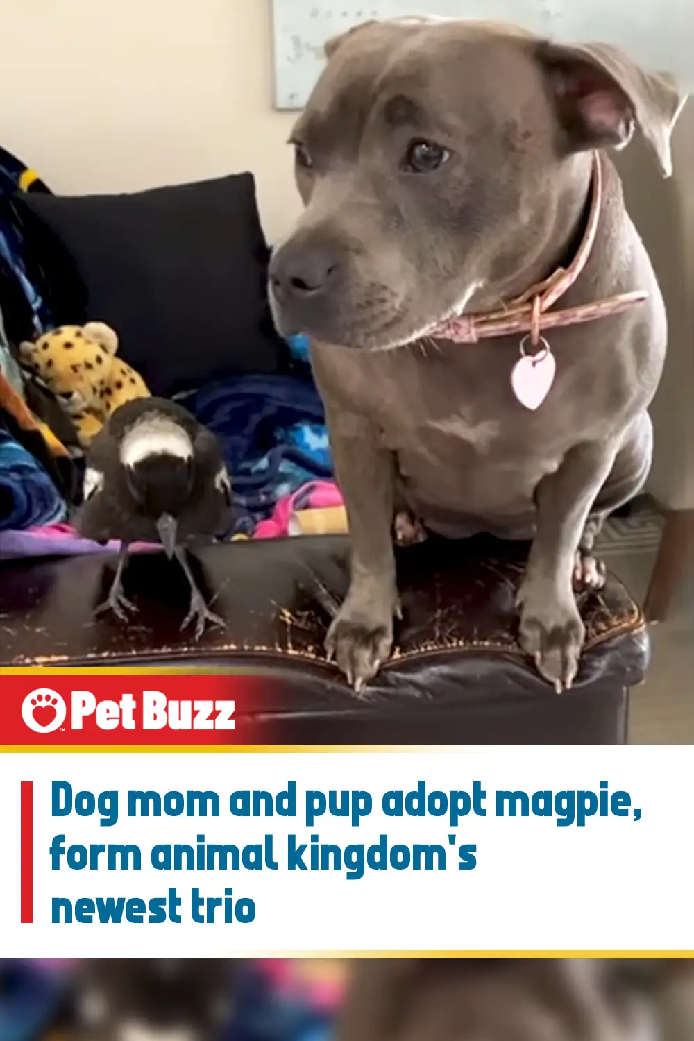 Dog mom and pup adopt magpie, form animal kingdom\'s newest trio