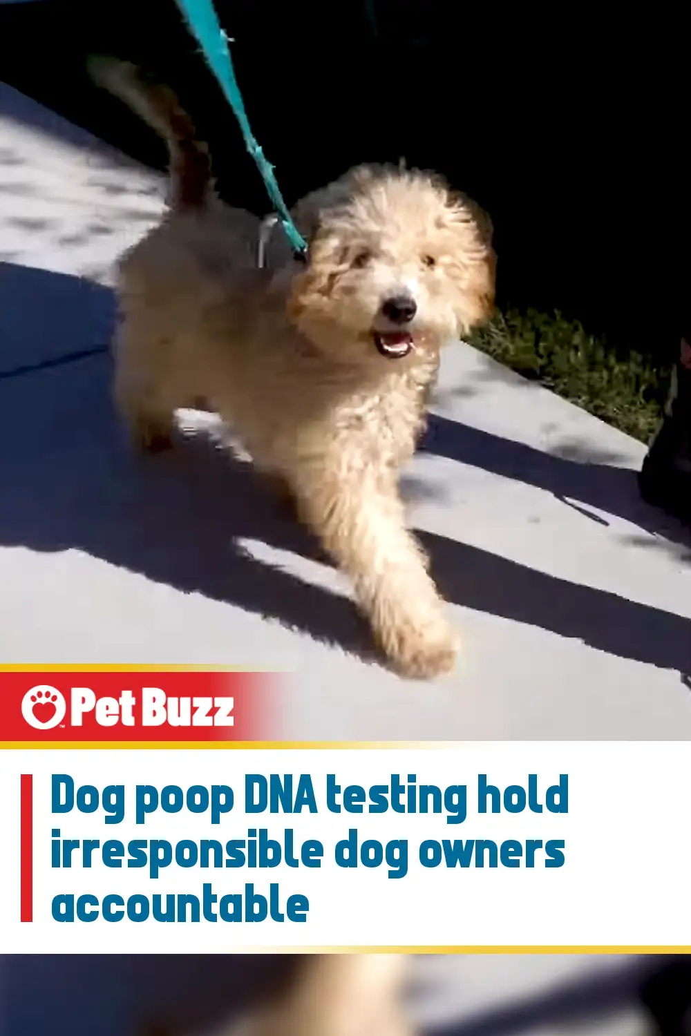 Dog poop DNA testing hold irresponsible dog owners accountable