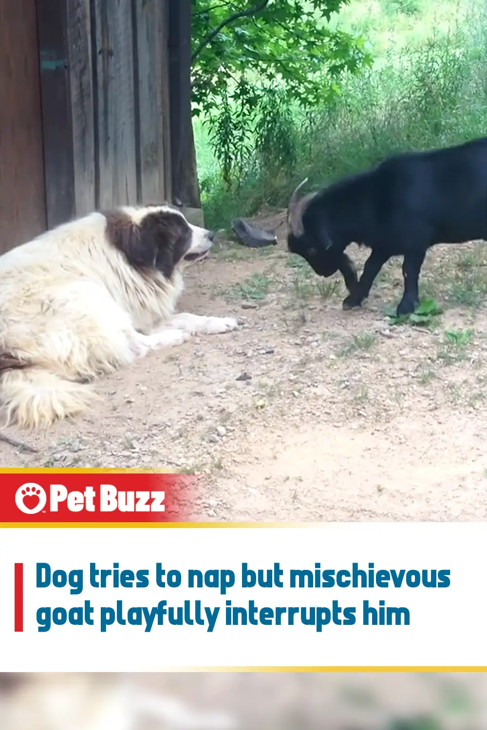 Dog tries to nap but mischievous goat playfully interrupts him