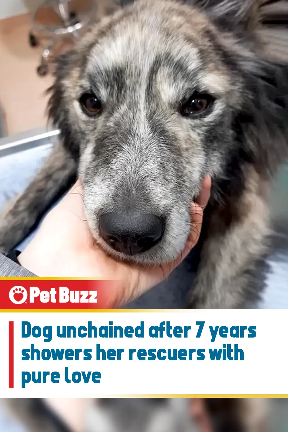 Dog unchained after 7 years showers her rescuers with pure love