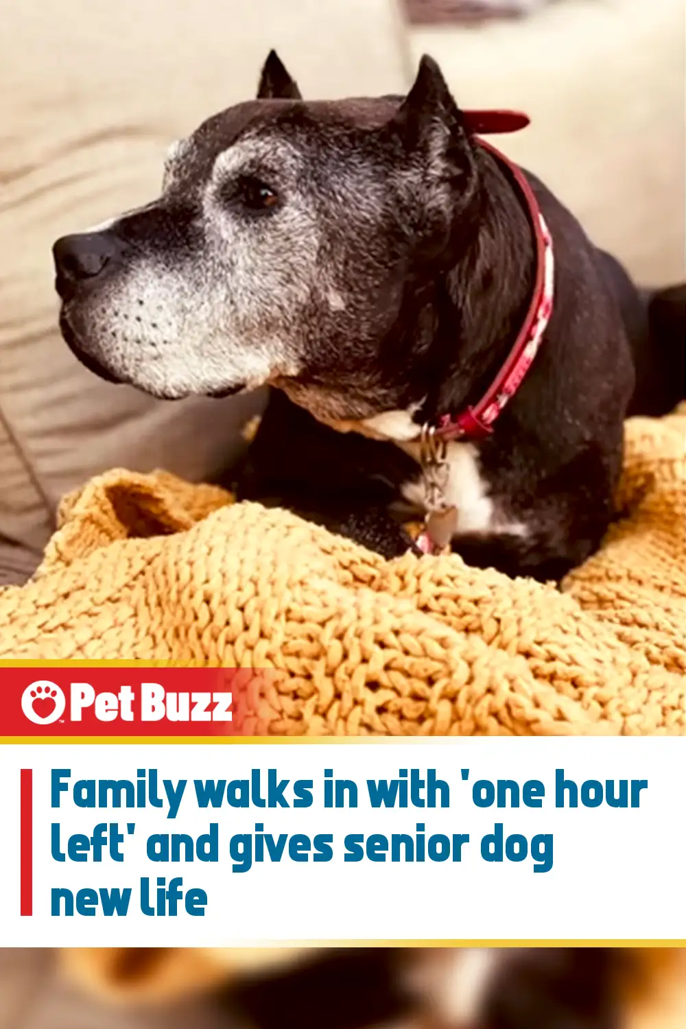 Family walks in with \'one hour left\' and gives senior dog new life