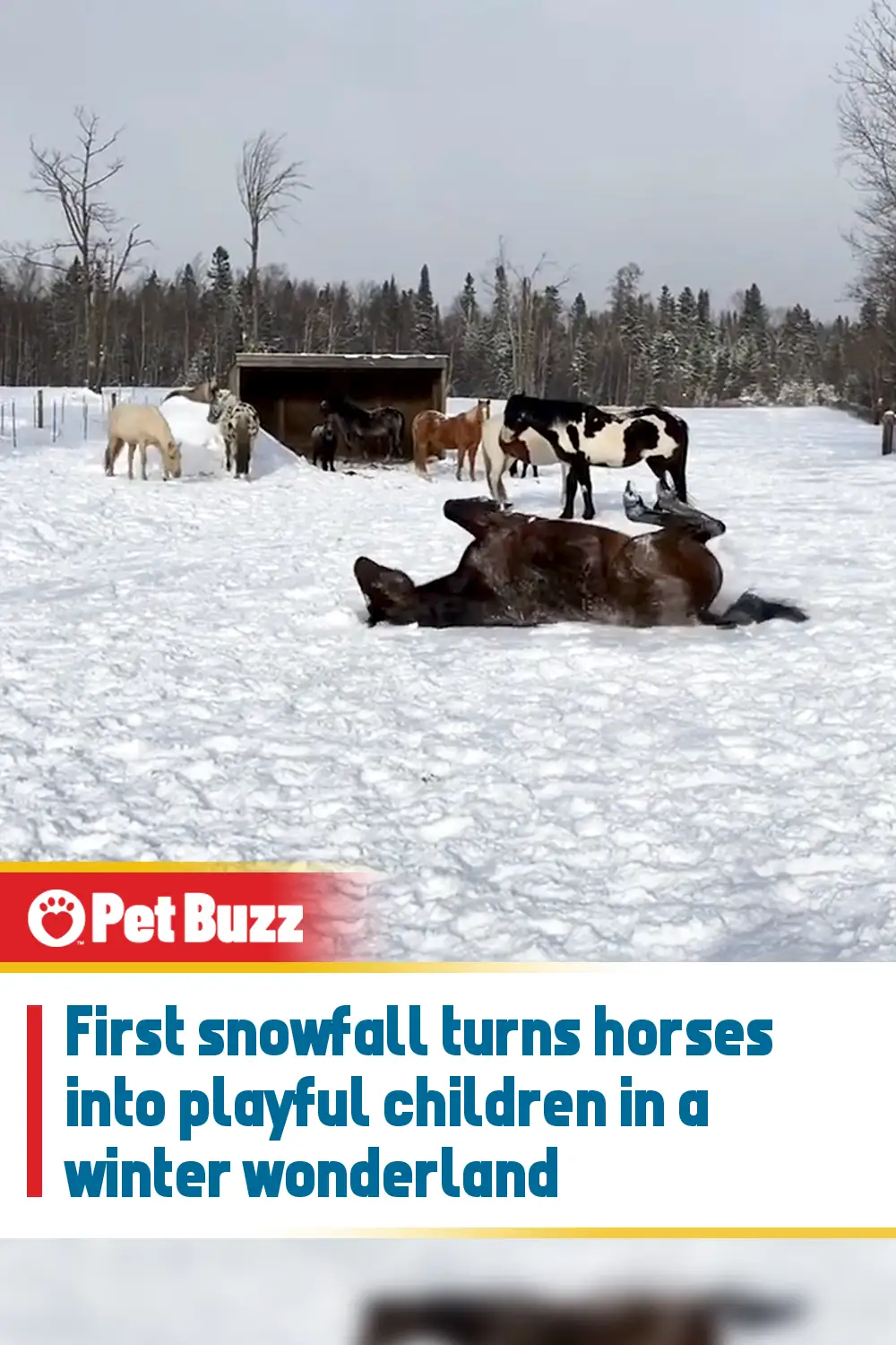 First snowfall turns horses into playful children in a winter wonderland