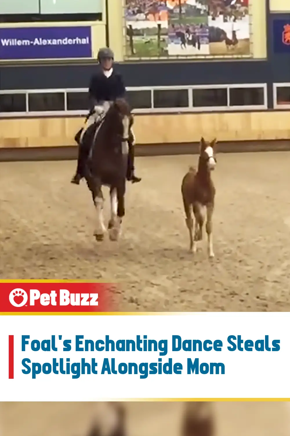 Foal\'s Enchanting Dance Steals Spotlight Alongside Mom