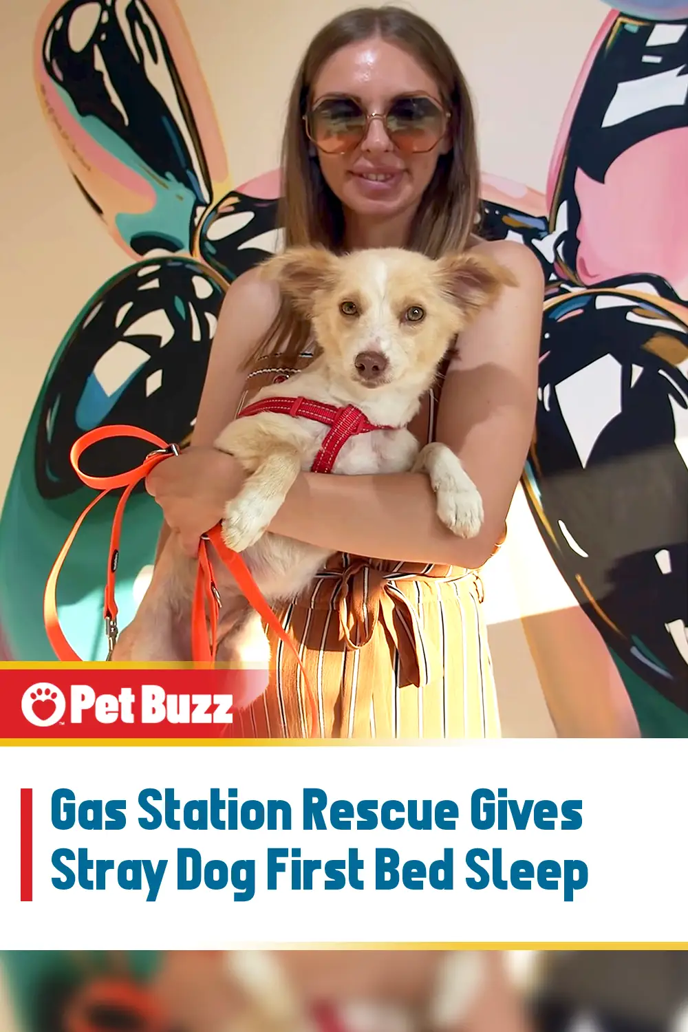 Gas Station Rescue Gives Stray Dog First Bed Sleep
