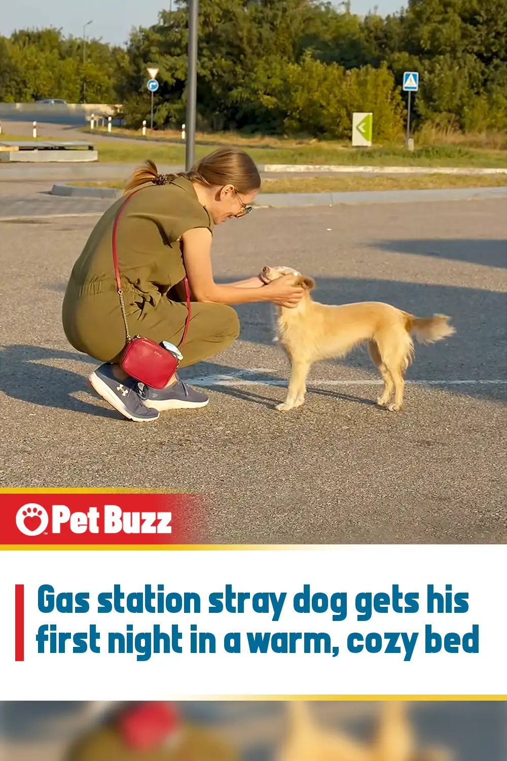 Gas station stray dog gets his first night in a warm, cozy bed