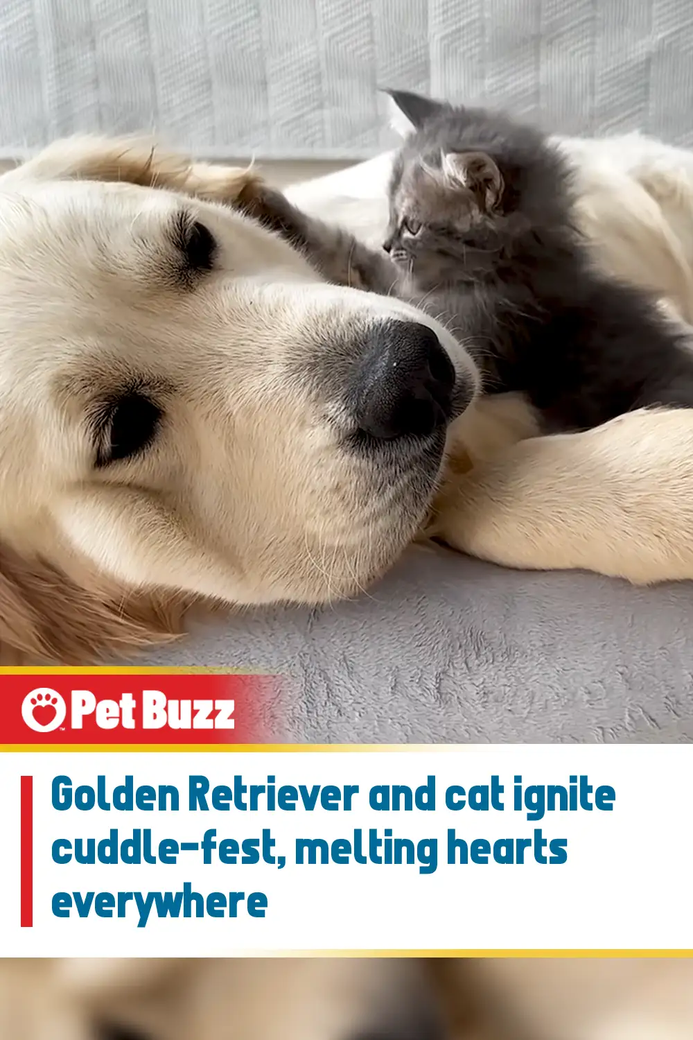 Golden Retriever and cat ignite cuddle-fest, melting hearts everywhere