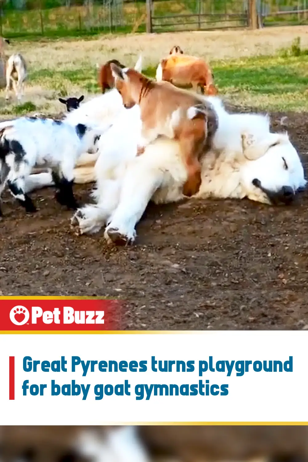 Great Pyrenees turns playground for baby goat gymnastics
