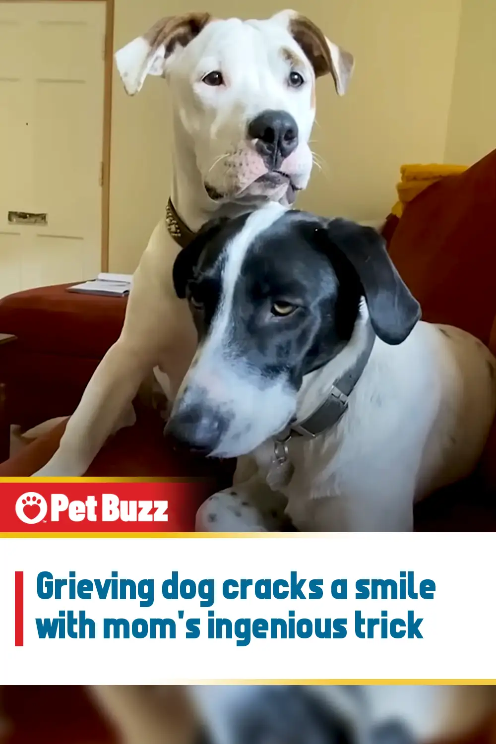 Grieving dog cracks a smile with mom\'s ingenious trick