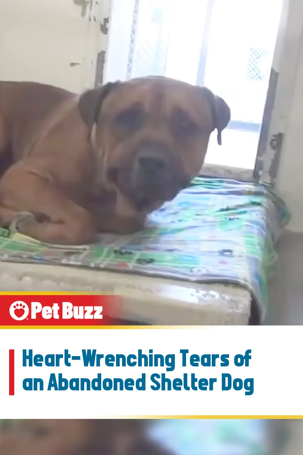 Heart-Wrenching Tears of an Abandoned Shelter Dog