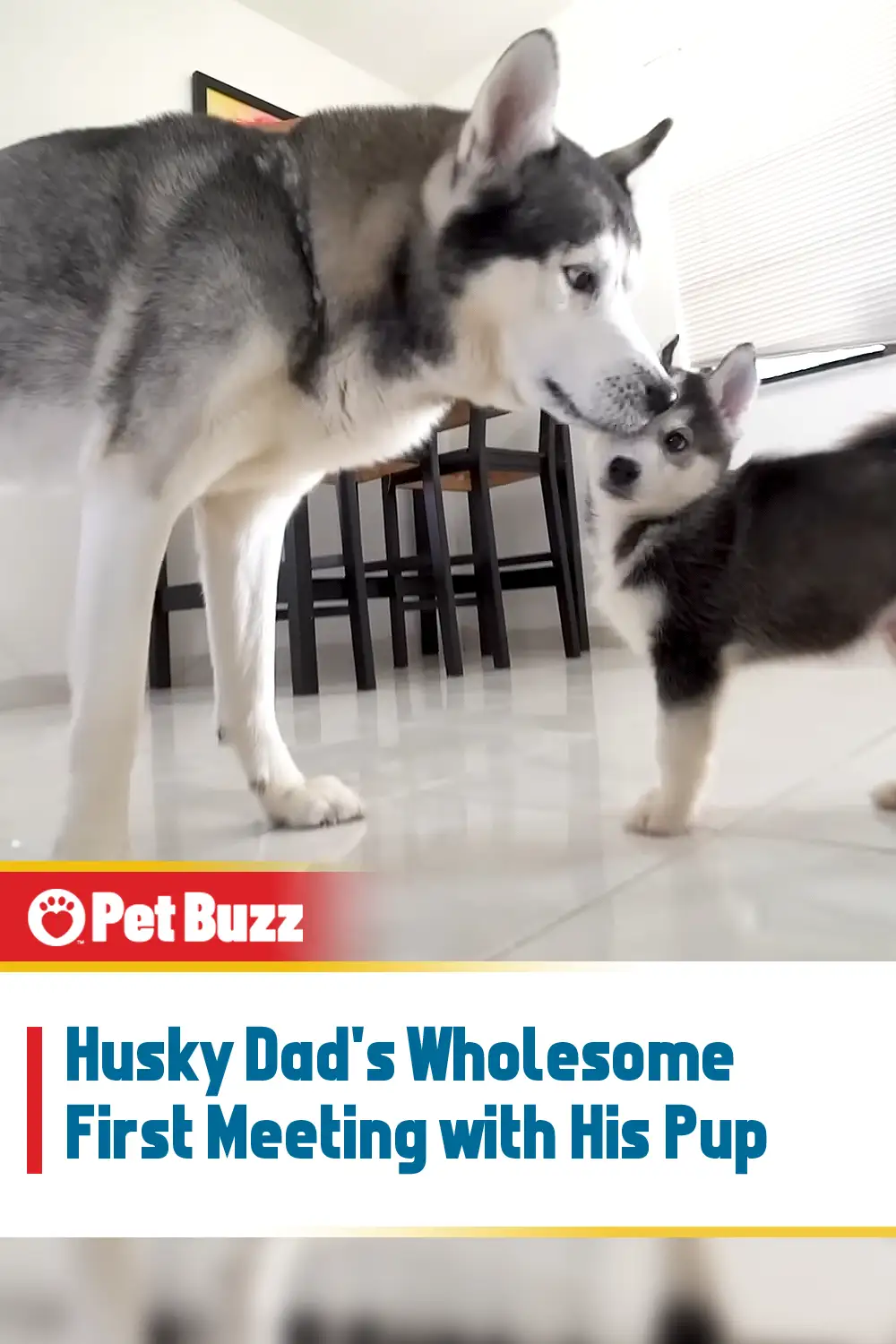 Husky Dad\'s Wholesome First Meeting with His Pup