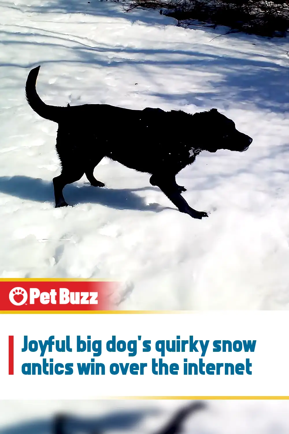 Joyful big dog\'s quirky snow antics win over the internet