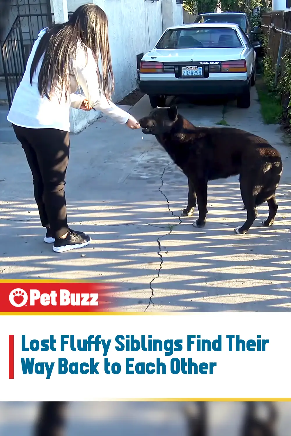 Lost Fluffy Siblings Find Their Way Back to Each Other