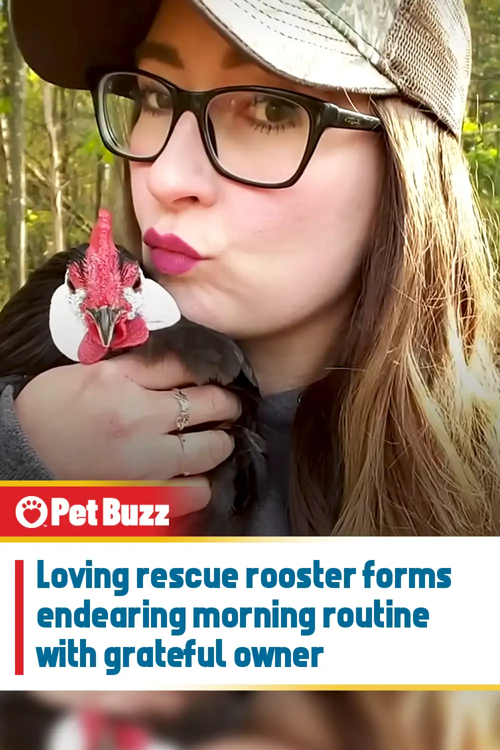 Loving rescue rooster forms endearing morning routine with grateful owner
