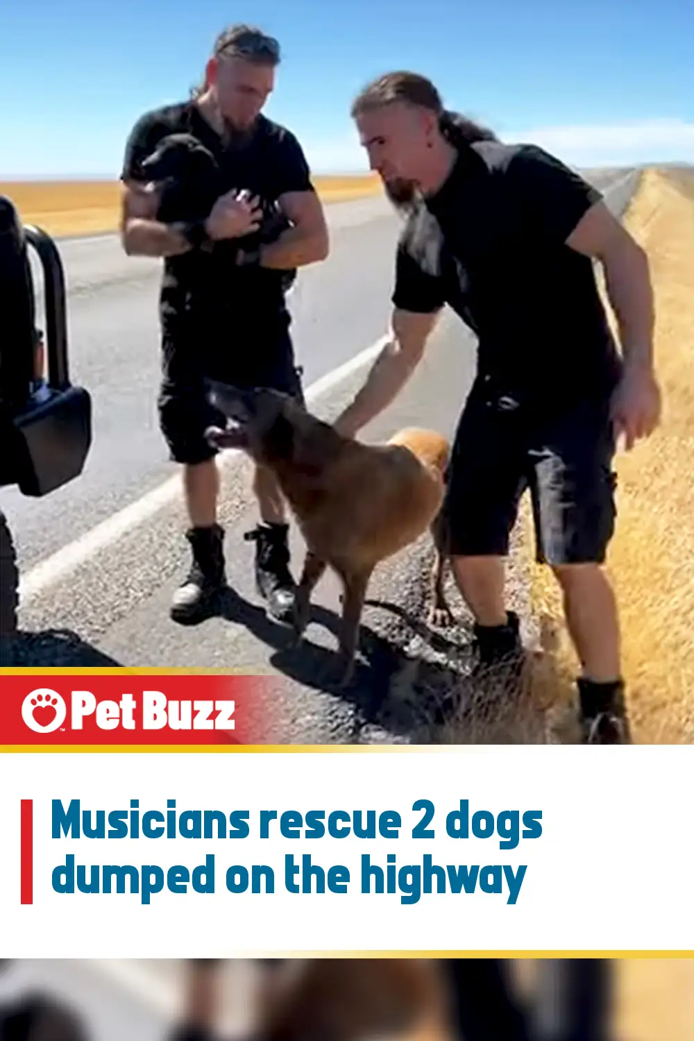 Musicians rescue 2 dogs dumped on the highway