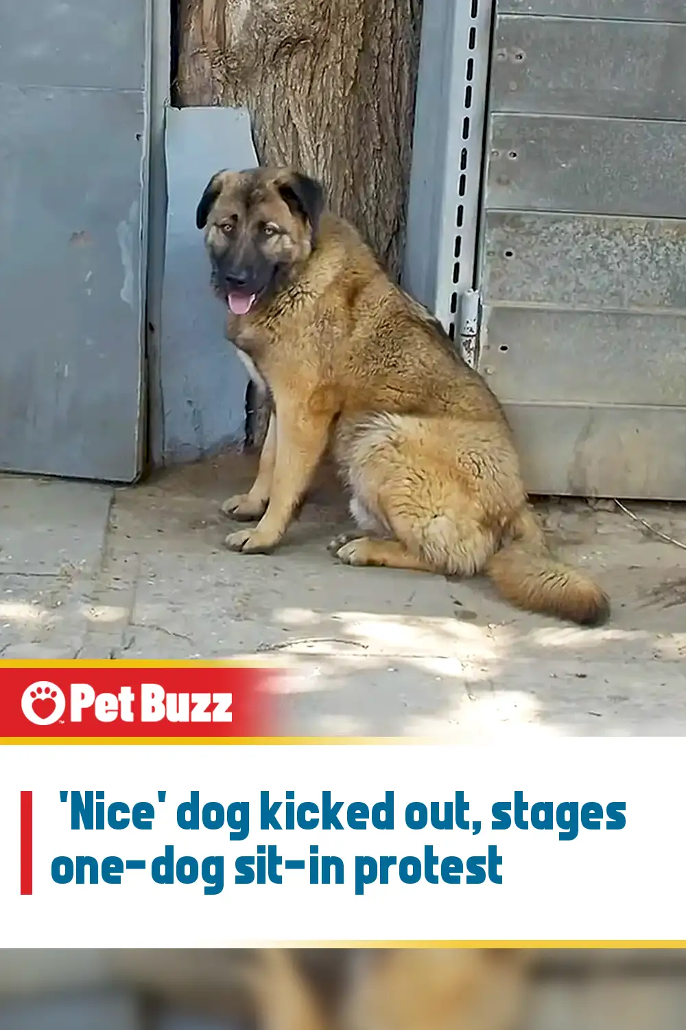 \'Nice\' dog kicked out, stages one-dog sit-in protest