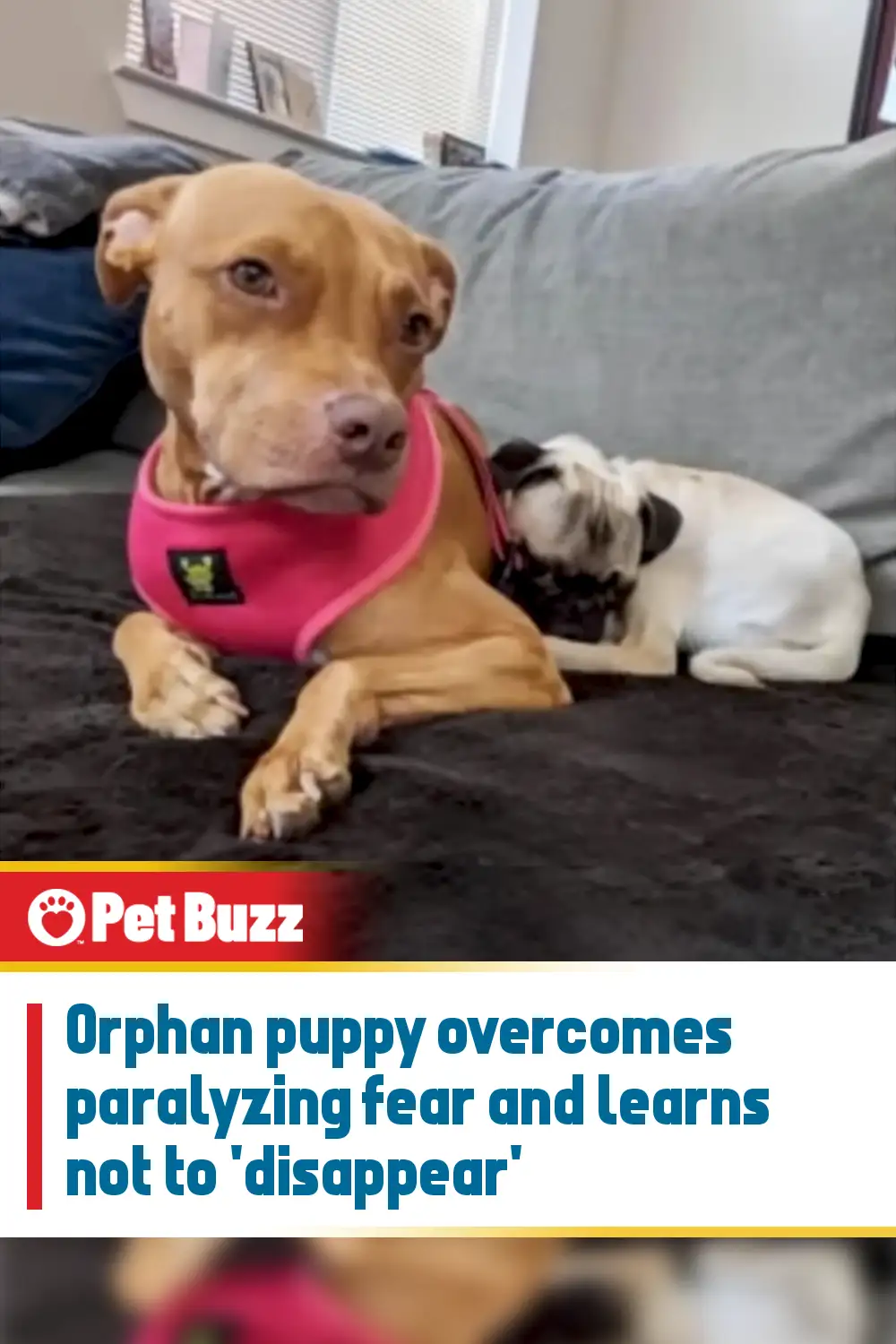 Orphan puppy overcomes paralyzing fear and learns not to \'disappear\'