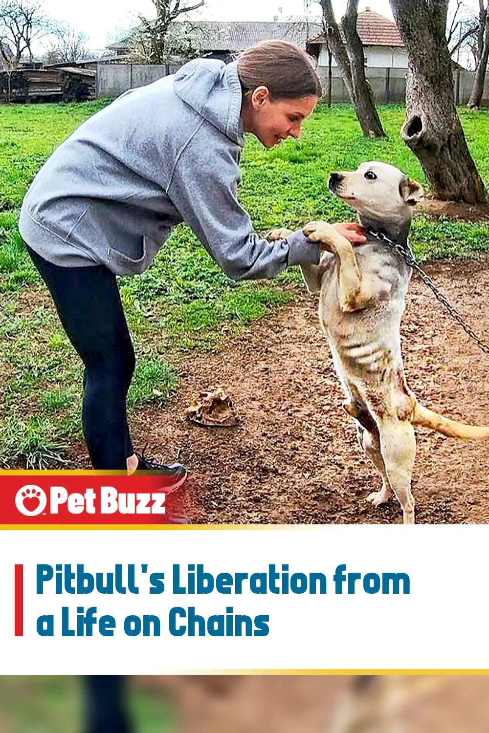 Pitbull\'s Liberation from a Life on Chains