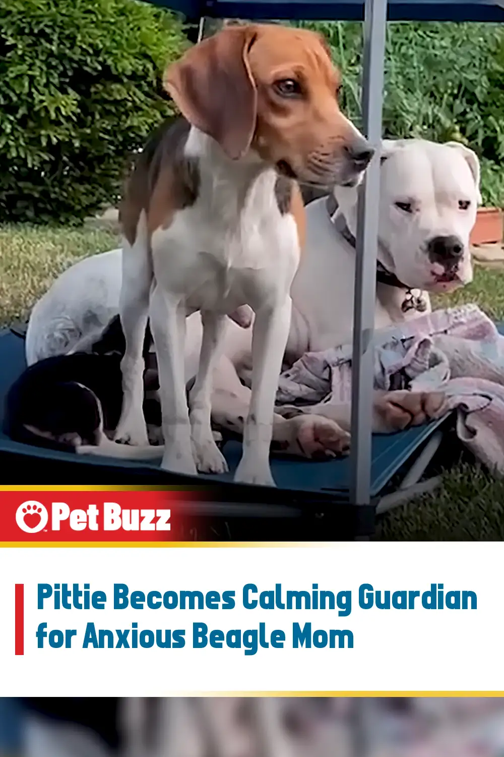 Pittie Becomes Calming Guardian for Anxious Beagle Mom