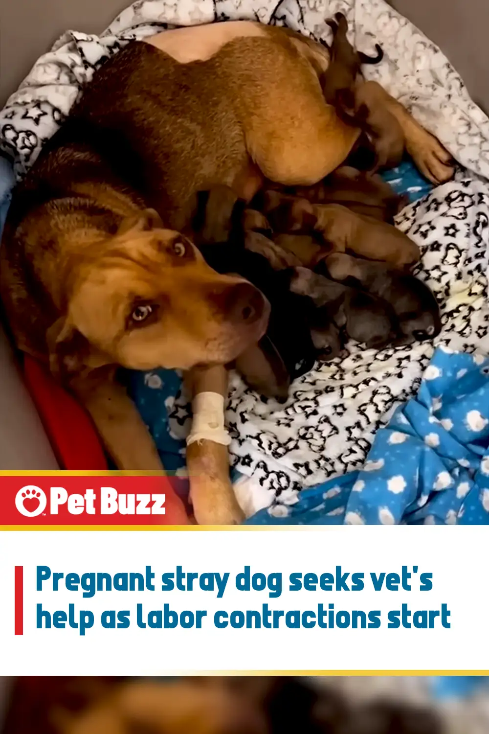 Pregnant stray dog seeks vet\'s help as labor contractions start