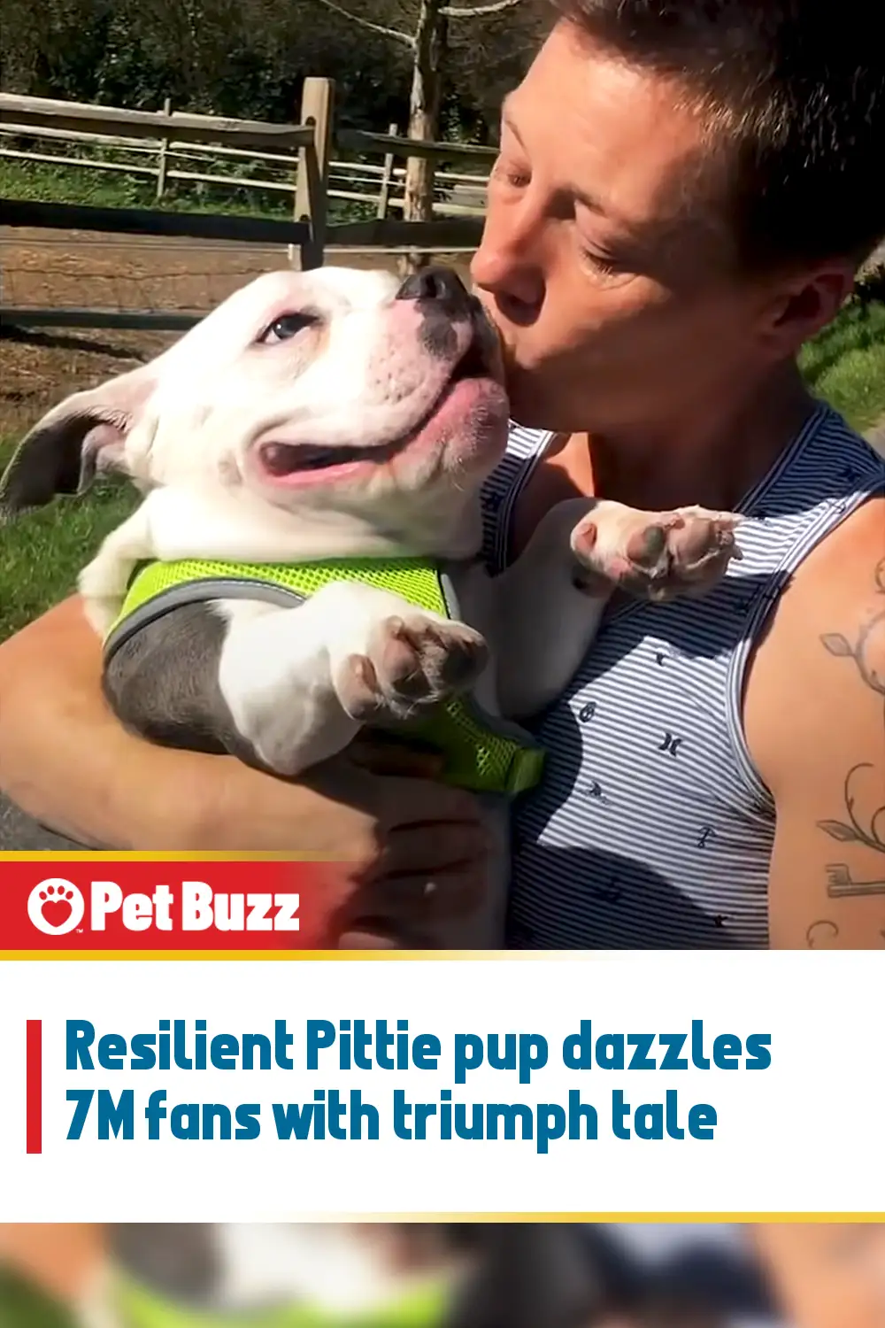 Resilient Pittie pup dazzles 7M fans with triumph tale