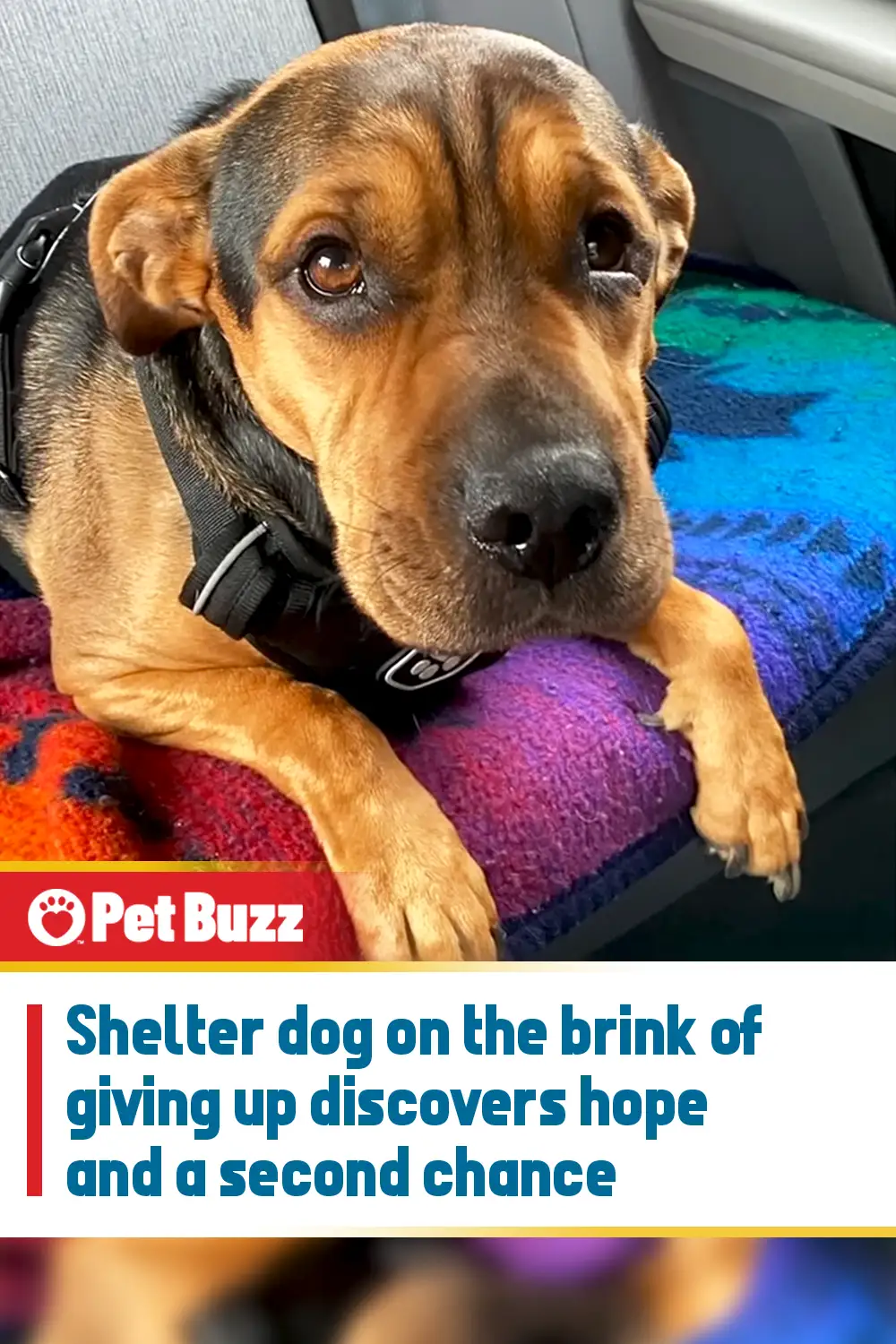 Shelter dog on the brink of giving up discovers hope and a second chance
