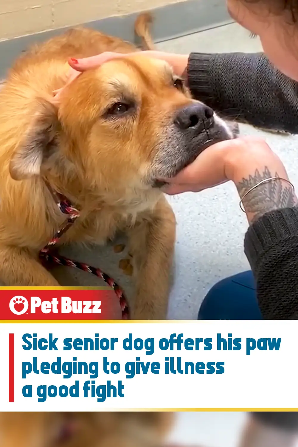Sick senior dog offers his paw pledging to give illness a good fight