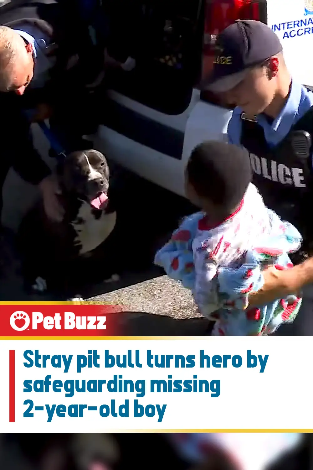 Stray pit bull turns hero by safeguarding missing 2-year-old boy