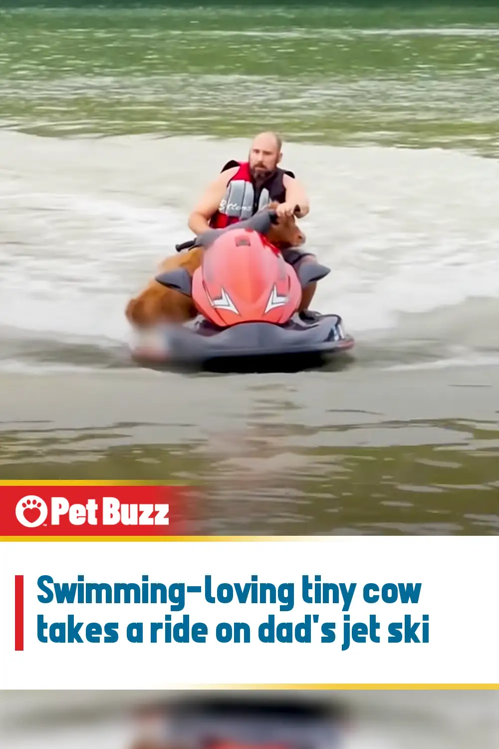 Swimming-loving tiny cow takes a ride on dad\'s jet ski