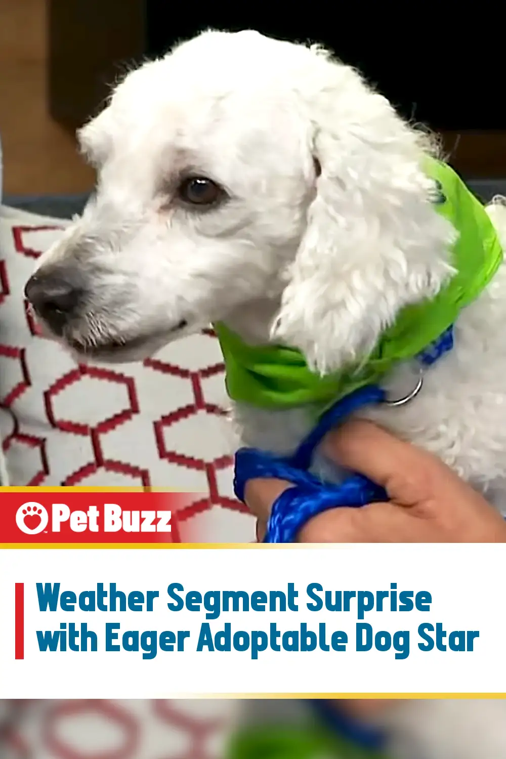Weather Segment Surprise with Eager Adoptable Dog Star