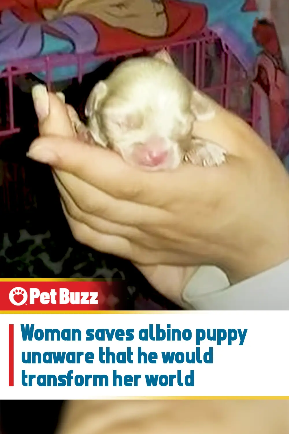 Woman saves albino puppy unaware that he would transform her world