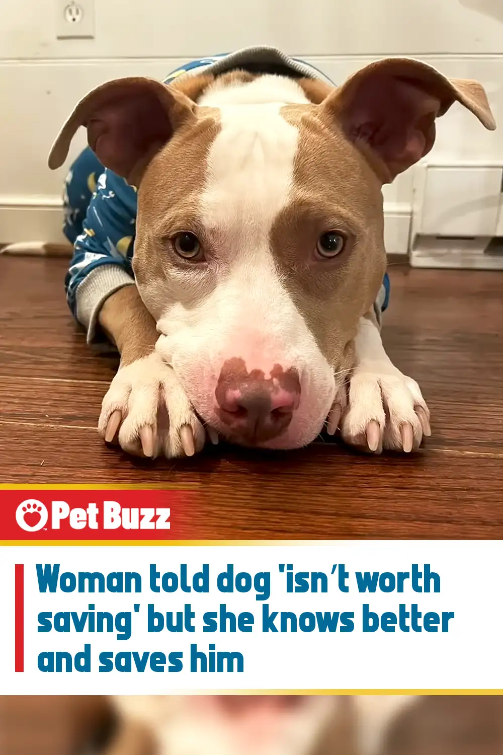 Woman told dog \'isn’t worth saving\' but she knows better and saves him
