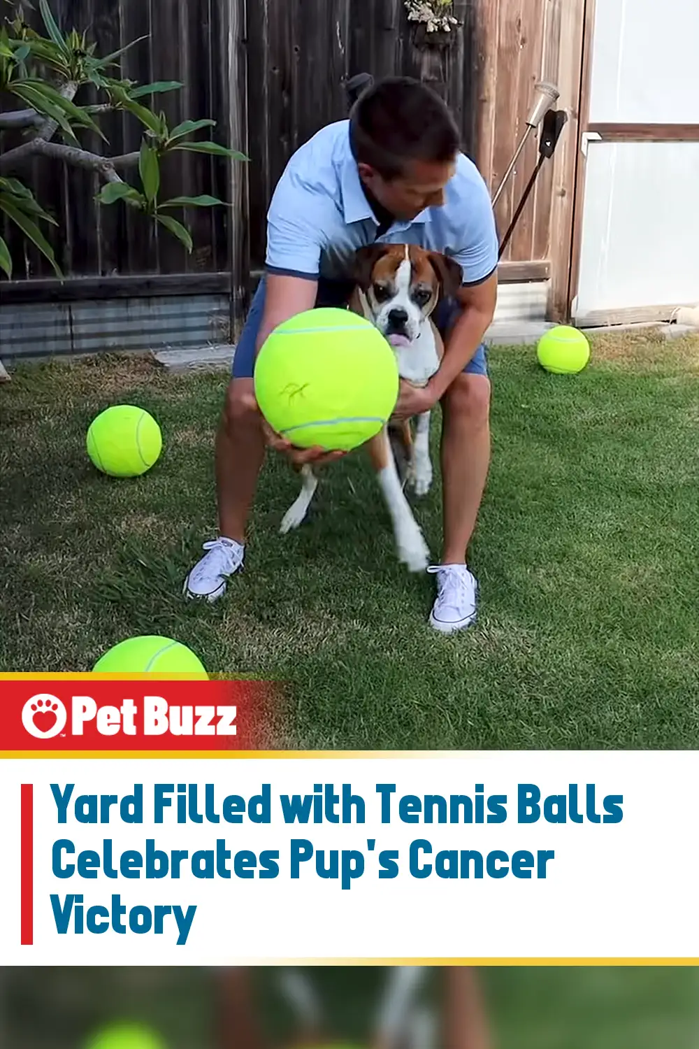 Yard Filled with Tennis Balls Celebrates Pup\'s Cancer Victory