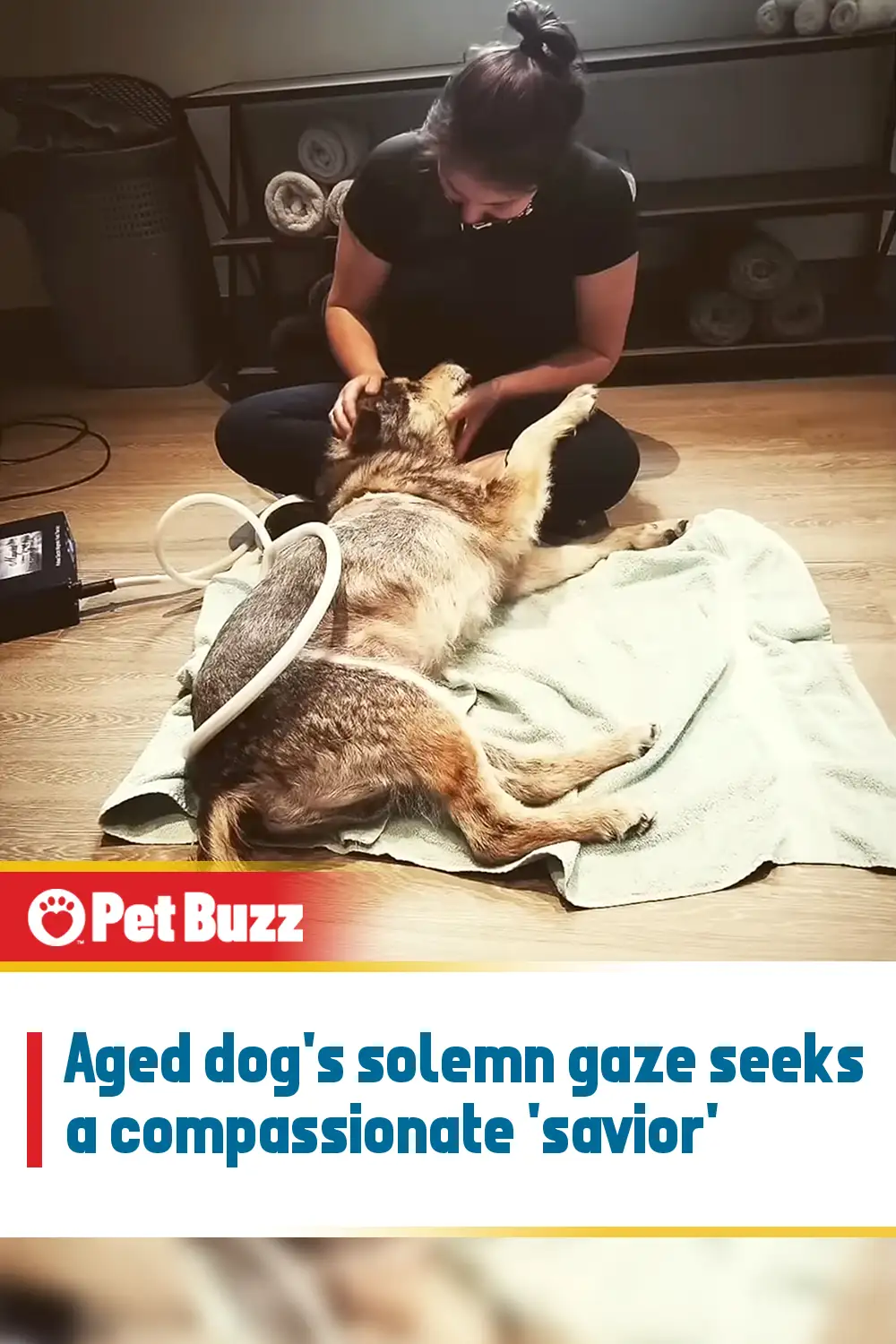 Aged dog\'s solemn gaze seeks a compassionate \'savior\'